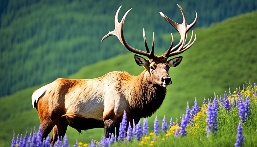 Banff Wildlife