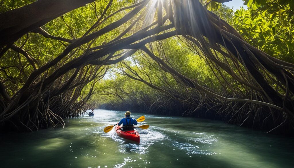 Best kayaking tours in Tampa mangroves