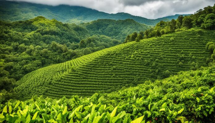 Coffee tours and plantations near Montego Bay