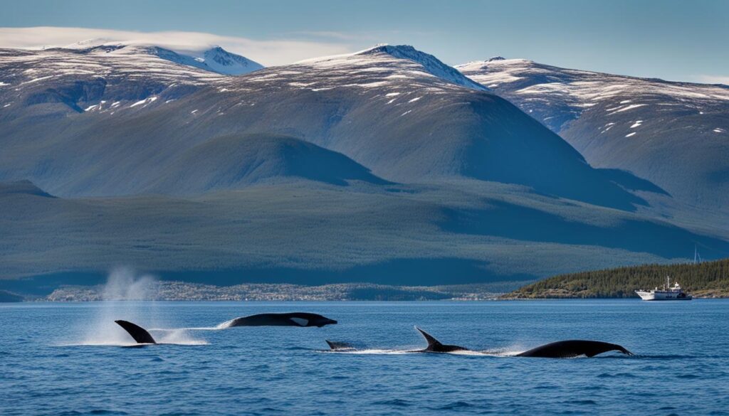 Factors affecting whale behavior in Tromsø