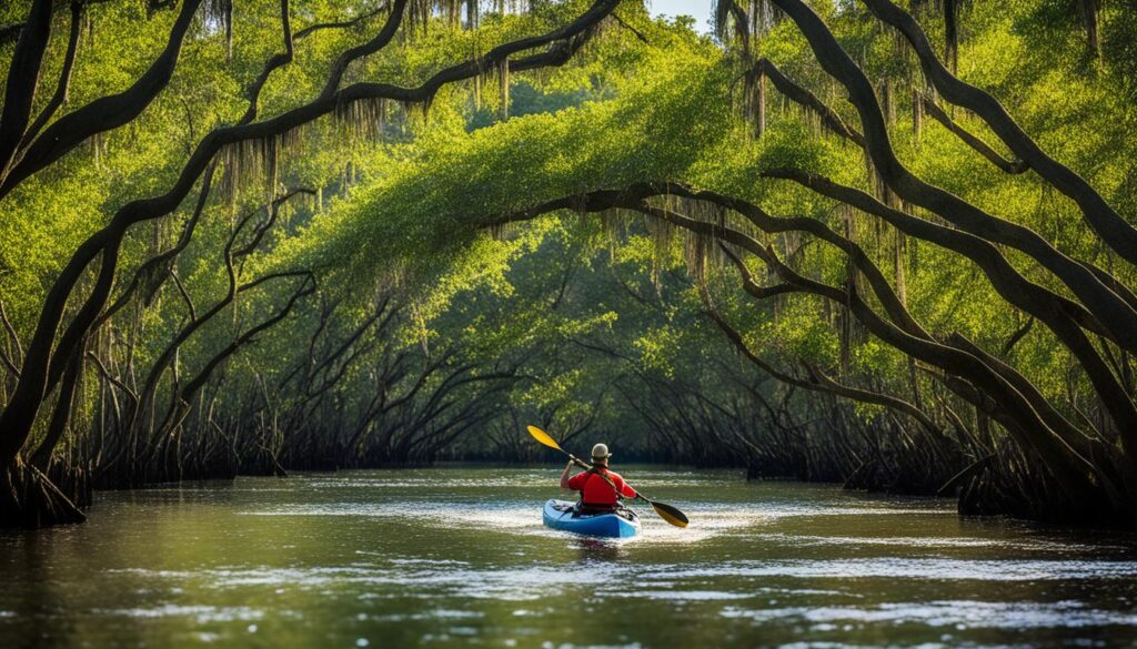 Tampa Bay mangrove exploration