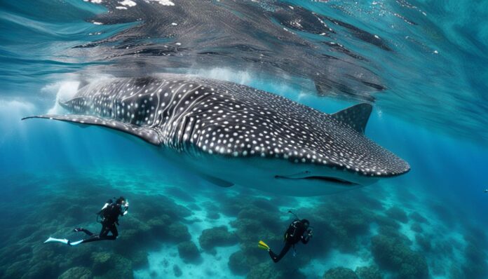 What are the best places to swim with whale sharks in Cancun?