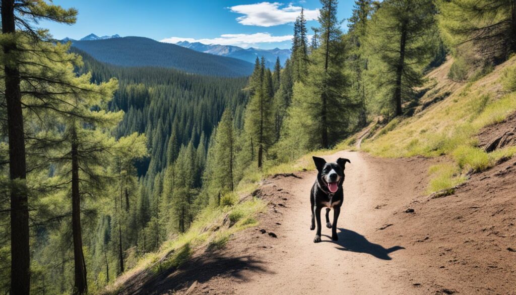 Dog-friendly hiking trail in Boulder