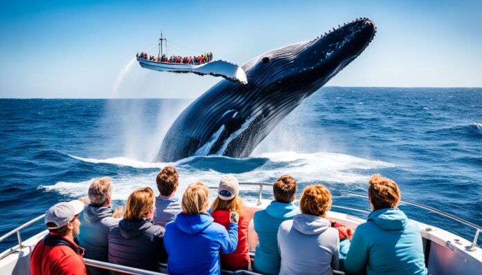 Nantucket whale watching tours?