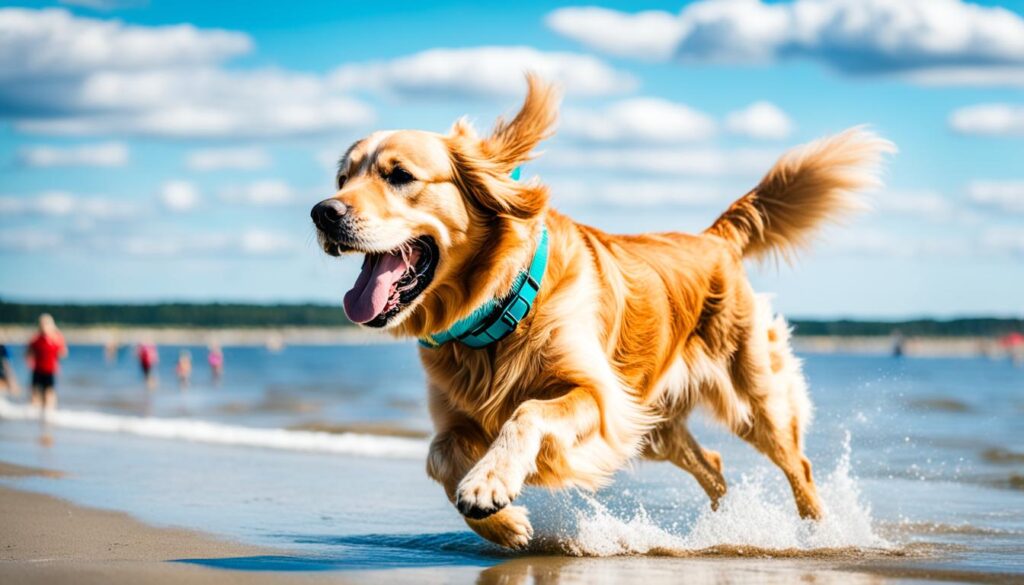 Canine-Friendly Beaches in Jurmala